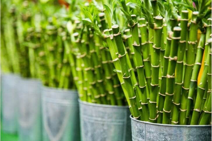 How to Grow Bamboo in Containers for Privacy